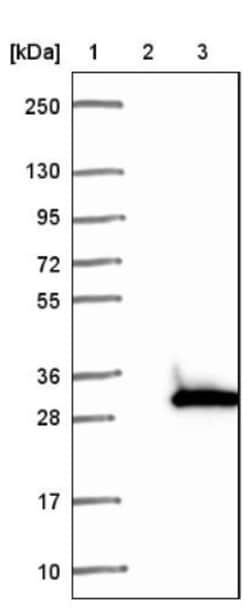 PGPEP-1 Antibody, Novus Biologicals 0.1mL; Unlabeled:Antibodies, Polyclonal