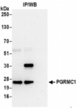 PGRMC1 Antibody, Novus Biologicals 0.1mL:Antibodies, Polyclonal