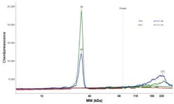PGRMC1 Antibody, Novus Biologicals 25 &mu;L; Unlabeled:Antibodies, Polyclonal