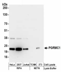 PGRMC1 Antibody, Novus Biologicals 0.1mL:Antibodies, Polyclonal