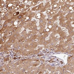 PGLYRP2/PGRP-L Antibody, Novus Biologicals:Antibodies:Primary Antibodies