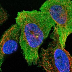 SUCLA2 Antibody, Novus Biologicals:Antibodies:Primary Antibodies