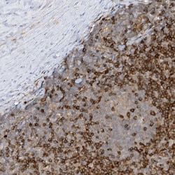 SUCLA2 Antibody, Novus Biologicals:Antibodies:Primary Antibodies