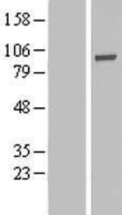 Novus Biologicals&trade;&nbsp;PHACTR4 Overexpression Lysate