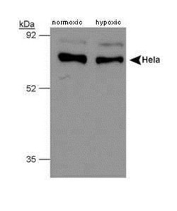 PHD4/HIF Prolyl Hydroxylase 4 Antibody, Novus Biologicals 0.1mL; Unlabeled:Antibodies,
