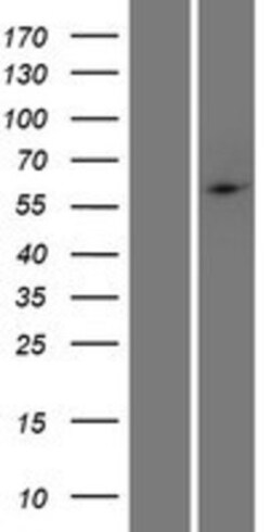 Novus Biologicals&trade;&nbsp;PHF1 Overexpression Lysate