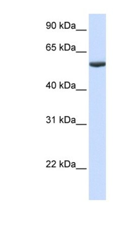 PHF10 Antibody, Novus Biologicals 0.05mg; Unlabeled:Antibodies, Polyclonal