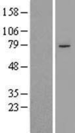 Novus Biologicals&trade;&nbsp;PHF21A Overexpression Lysate
