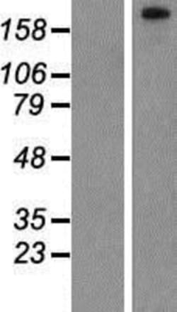Novus Biologicals&trade;&nbsp;PHF3 Overexpression Lysate