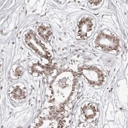 ADCK4 Antibody, Novus Biologicals:Antibodies:Primary Antibodies