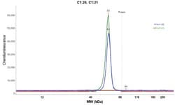 PHGDH Antibody, Novus Biologicals:Antibodies:Primary Antibodies