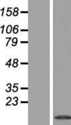 Novus Biologicals&trade;&nbsp;PHLDA3 Overexpression Lysate