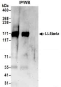PHLDB2 Antibody, Novus Biologicals 0.1mL:Antibodies, Polyclonal