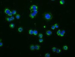 Phosphodiesterase 4A/PDE4A Antibody (OTI1C8), Novus Biologicals 0.1mL;