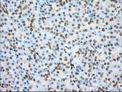 Phosphodiesterase 4A/PDE4A Antibody (OTI1C8), Novus Biologicals 0.1mL;