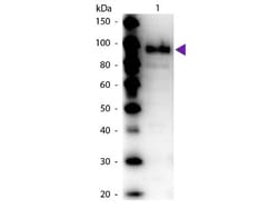 Phosphoenolpyruvate Carboxylase Antibody, Novus Biologicals&trade;