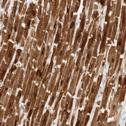 Phospholamban Antibody, Novus Biologicals 25 &mu;L; Unlabeled:Antibodies,