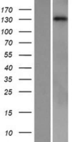 Novus Biologicals&trade;&nbsp;PLC-beta 1 Overexpression Lysate