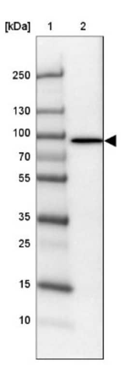 Phospholipase C delta 1 Antibody, Novus Biologicals:Antibodies:Primary