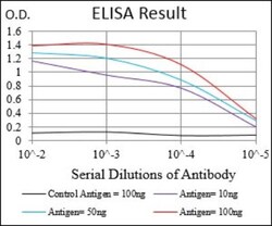 Phospholipase A2 XII Antibody (3H2C11) - BSA Free, Novus Biologicals 0.025 mL | Buy Online | Novus Biologicals | Fisher Scientific