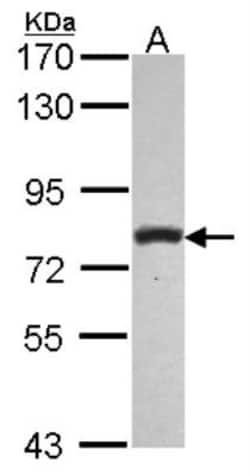 Phospholipase C delta 1 Antibody, Novus Biologicals 0.1mL; Unlabeled:Antibodies,