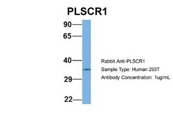 Phospholipid Scramblase 1/PLSCR1 Antibody, Novus Biologicals 20&mu;L; Unlabeled:Antibodies,