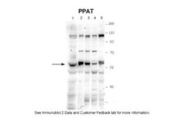 Phosphoribosyl Pyrophosphate Amidotransferase Antibody, Novus Biologicals