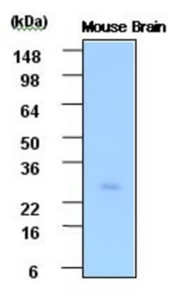 Phosphoserine phosphatase Antibody (3G12) - BSA Free, Novus Biologicals