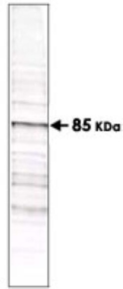 Phosphothreonine Antibody (18F6), Novus Biologicals 0.05mL; Unlabeled:Antibodies,
