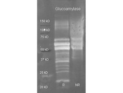 Phosphothreonine Antibody, Novus Biologicals 0.1mg; Unlabeled:Antibodies,