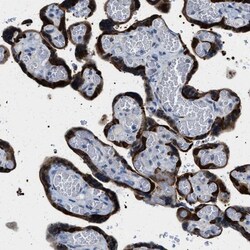 PHRF1 Antibody, Novus Biologicals:Antibodies:Primary Antibodies