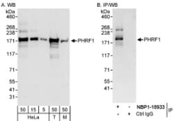 PHRF1 Antibody, Novus Biologicals 0.1mL; Unlabeled:Antibodies, Polyclonal