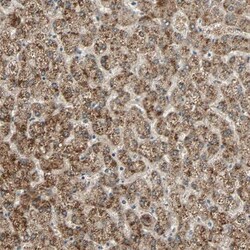 PHYH Antibody, Novus Biologicals:Antibodies:Primary Antibodies