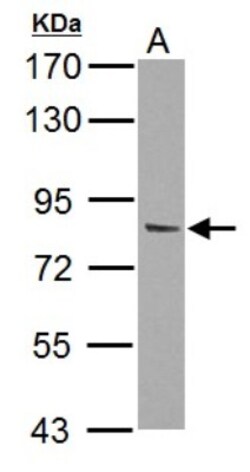 PI 3-Kinase p85 alpha Antibody, Novus Biologicals 0.1mL; Unlabeled:Antibodies,