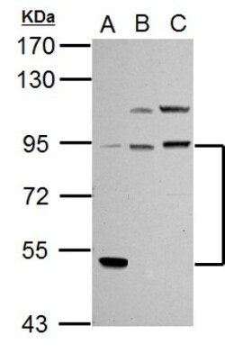 PI 3-Kinase p85 alpha Antibody, Novus Biologicals 0.1mL; Unlabeled:Antibodies,