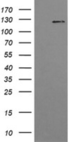 PI 3-Kinase p110 gamma Antibody (OTI2B1), Novus Biologicals 0.1mL; Unlabeled:Antibodies,