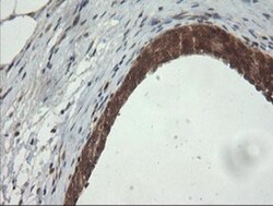 PI 3-Kinase p110 gamma Antibody (OTI2B1), Novus Biologicals 0.1mL; Unlabeled:Antibodies,