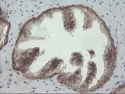 PI 3-Kinase p110 gamma Antibody (OTI2B1), Novus Biologicals 0.1mL; Unlabeled:Antibodies,