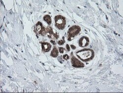 PI 3-Kinase p110 gamma Antibody (OTI2B1), Novus Biologicals 0.1mL; Unlabeled:Antibodies,