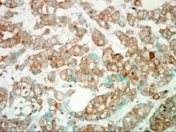 PI 3-Kinase p110 gamma Antibody, Novus Biologicals 0.1mL; Unlabeled:Antibodies,