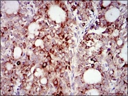 PI 3-Kinase p85 alpha Antibody (6G10) - BSA Free, Novus Biologicals 0.1mL;