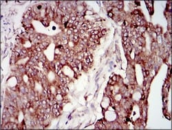 PI 3-Kinase p85 alpha Antibody (6G10) - BSA Free, Novus Biologicals 0.1mL;