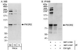 PI 3-Kinase p85 beta Antibody, Novus Biologicals 0.1mL; Unlabeled:Antibodies,