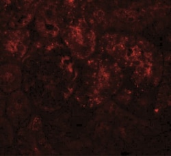 PIAS1 Antibody - BSA Free, Novus Biologicals 0.025 mg, Unconjugated:Antibodies,