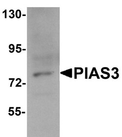 PIAS3 Antibody - BSA Free, Novus Biologicals 0.025 mg, Unconjugated:Antibodies,