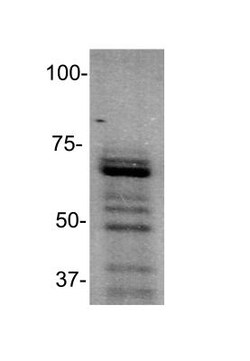 PIAS3 Antibody - BSA Free, Novus Biologicals 0.025 mg, Unconjugated:Antibodies,