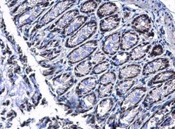 PIASy Antibody, Novus Biologicals 0.1mg; Unlabeled:Antibodies, Polyclonal