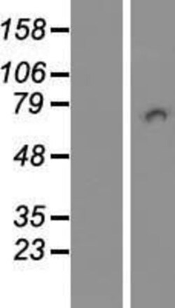 Novus Biologicals&trade;&nbsp;PICALM Overexpression Lysate