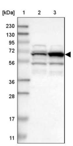 PICALM Antibody, Novus Biologicals:Antibodies:Primary Antibodies