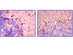 Piccolo Antibody (4G3.3), Novus Biologicals 0.1 mg; Unconjugated:Antibodies,
